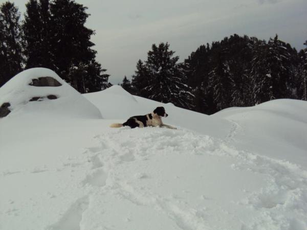 A BEchara TIGER Dog On hills of Shikari mata with Us Feb