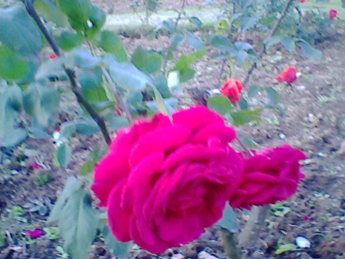 Collecton of roses from rose garden chandigarh