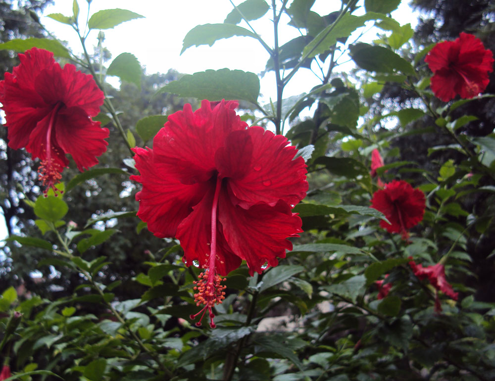 Flowers chandigarh sec 37 Punjab India