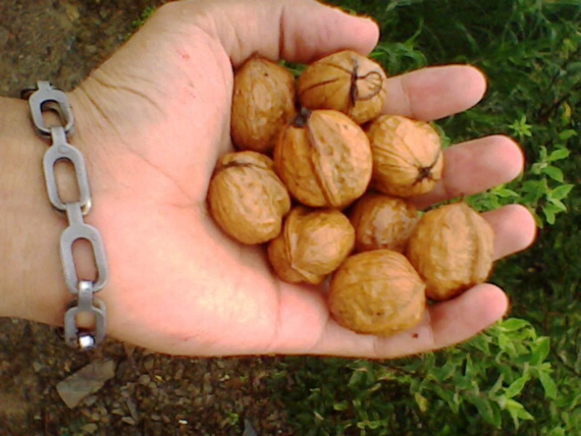 Nuts better to eat fresh from fields