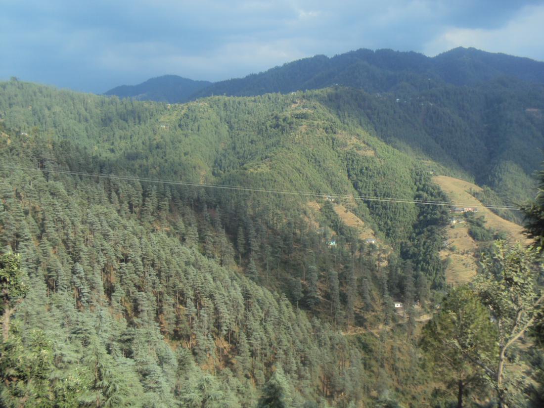 Thick forest of Dadoh and Dharot Dhar Mandi Gohar