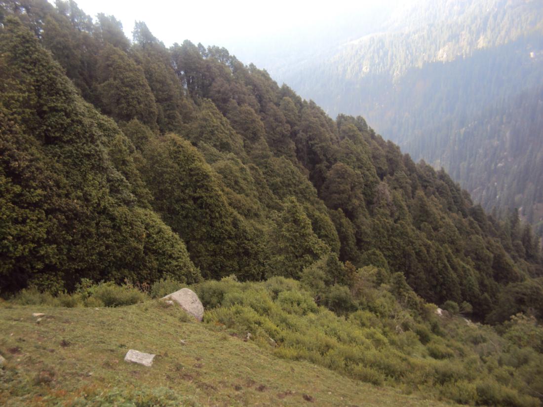 Very Thick forests of Shikari Devi National Park vally