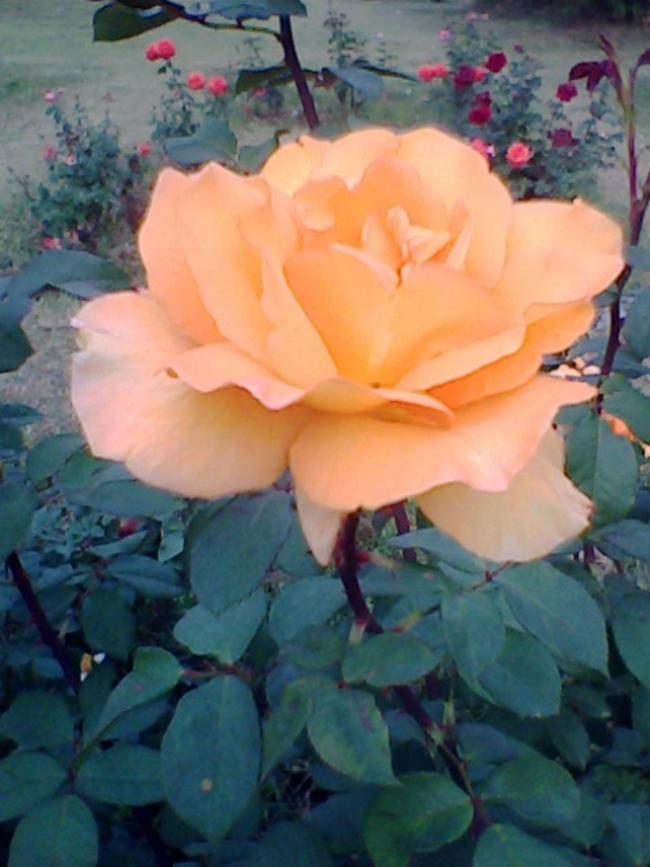 beautiful rose from chandigarh rose garden