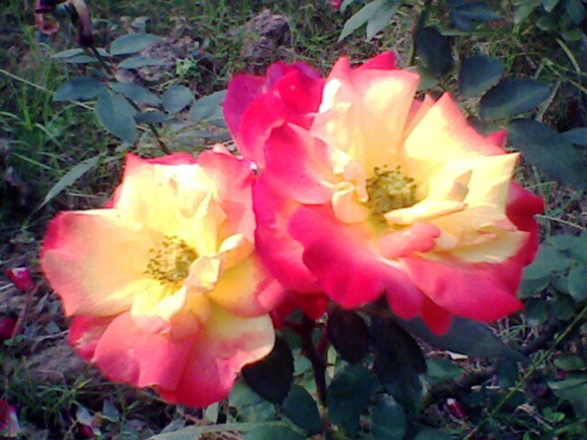 collection of rose flowers from chandigarh rose garden