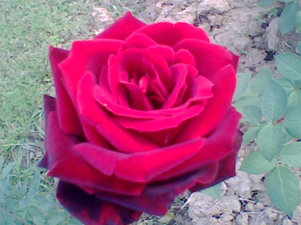 red rose for you rose garden chandigarh