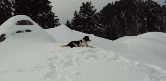 A BEchara TIGER Dog On hills of Shikari mata with Us Feb