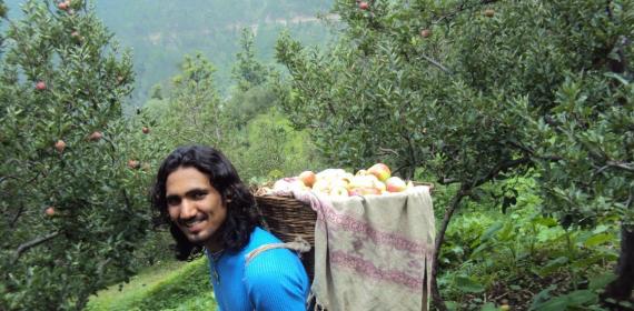 Apples Season HOme Mandi Inder Singh