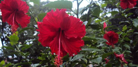 Flowers chandigarh sec 37 Punjab India