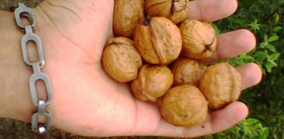 Nuts better to eat fresh from fields