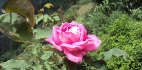 Beautiful Pink rose My Home Aangan 2009