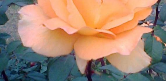 beautiful rose from chandigarh rose garden