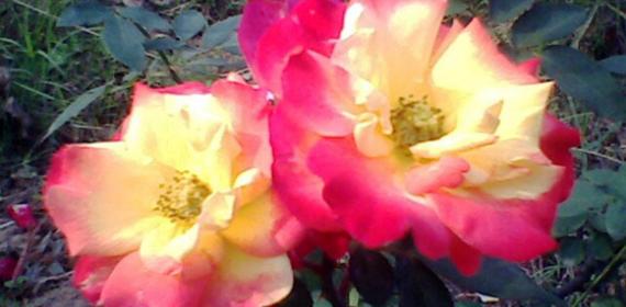 collection of rose flowers from chandigarh rose garden