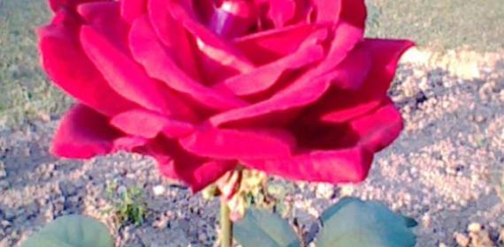 red rose chandigarh rose garden